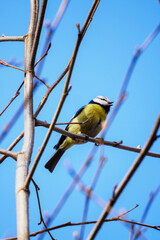Great tit sitting and singing on a tree twig, view from below.