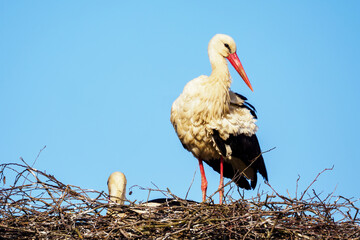 Stork bird on a nest of branches.