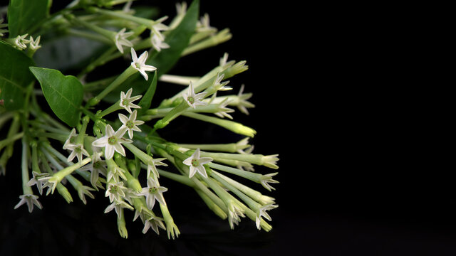 Night-blooming jasmine or Cestrum nocturnum flowers isolated on black background.