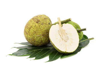 Breadfruit tree, Breadnut tree or  Artocarpus altilis fruits and green leaf isolated on white background with clipping path.