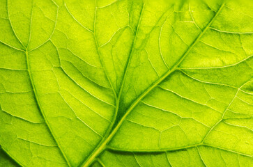 Naklejka na ściany i meble Patchouli green leaves on natural background.