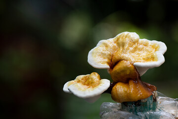 Growing Ganoderma Lucidum or reishi , lingzhi mushroom on natural background.