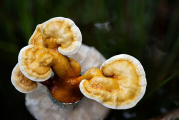 Growing Ganoderma Lucidum or reishi , lingzhi mushroom on natural background.