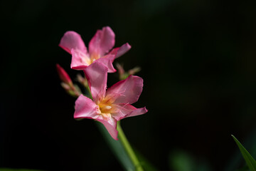 Fototapeta premium Oleander or Nerium oleander flowers on nature background.