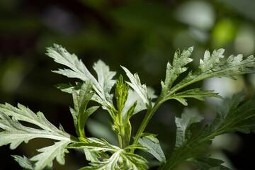 Mugwort or artemisia annua branch green leaves on nature background.