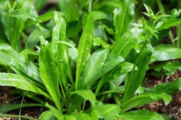 Culantro, Long coriander, Sawtooth coriander or Eryngium foetidum branch on nature background.