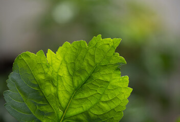 Patchouli green leaves on natural background.