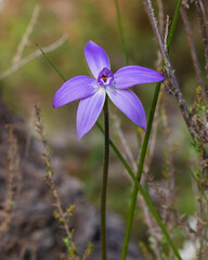 Waxlip Orchid (Glossodia major). A ground orchid with a single very hairy leaf and one or two deep violet-blue flowers.