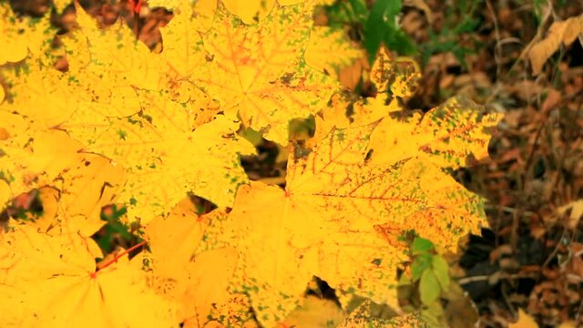motley yellow-green maple leaves with red veins 