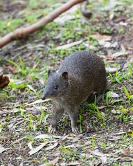 A small marsupial with grey-brown with short spiny blackish hairs, long pointed nose, black eyes...