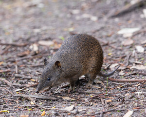 A small marsupial with grey-brown with short spiny blackish hairs, long pointed nose, black eyes and small round ears. Native to southwest of Western Australia known as Quenda (Isoodon fusciventer).