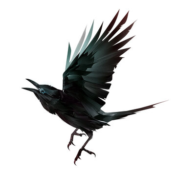 hand drawn dark colored bird on white background