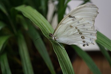Butterfly on a plant
