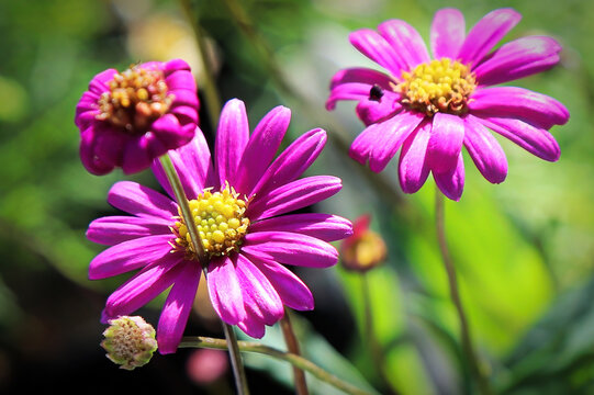 Macro of pink and yellow blooms on a swan river daisy