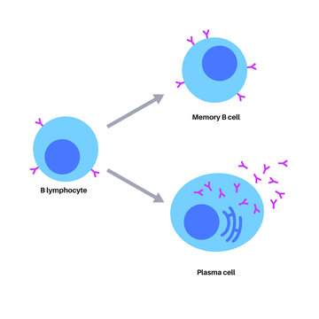 B cell lymphocyte