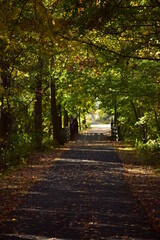 Fototapeta premium Autumn leaves on the bike path