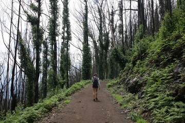 Obraz premium Burned forest, Madeira, Portugal 