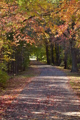Fototapeta na wymiar Autumn leaves on the bike path
