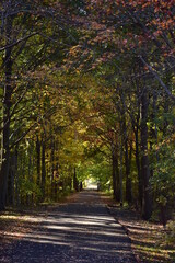 Naklejka premium Autumn leaves on the bike path