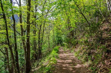 Fototapeta na wymiar Trail in the forest