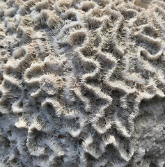 Closeup shot of white coral texture for wallpaper and background