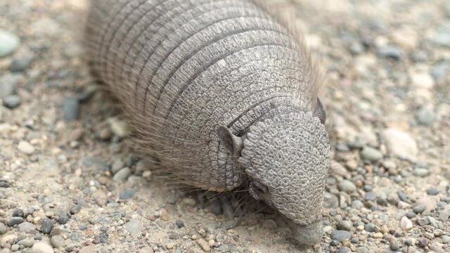 An armadillo searching food on the ground