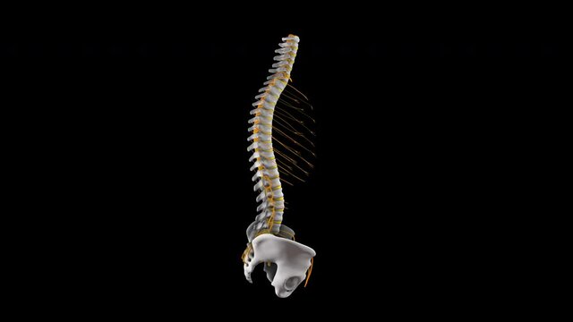 Human spine anatomy, the intervertebral discs appearing and the spinal cord, 3d animation, isolated on black background