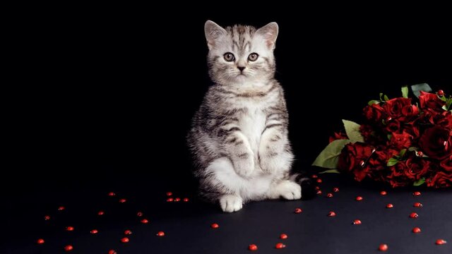 The cat stands on two legs. The cute kitten curled up its paws. Scottish kitten isolated on black background with a bouquet of red roses and ladybirds. Cat on a black background with ladybirds.