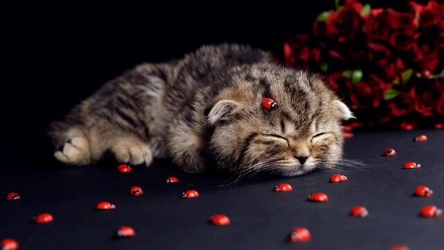 Scottish kitten isolated on black background with a bouquet of red roses and ladybirds. Cat on a black background with ladybirds.A cat with a ladybug on its head.