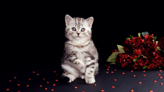 Scottish kitten isolated on black background with a bouquet of red roses and ladybirds. Cat on a black background with ladybirds.