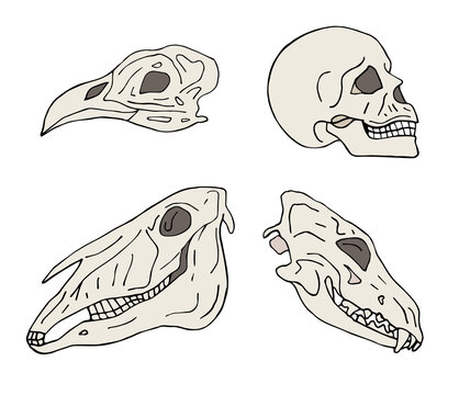 Vector set of hand drawn doodle sketch colored animal and human skull isolated on white background