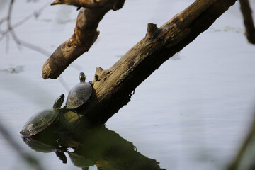 Western Painted turtles on the piece of old wood over the river water under the sunlight