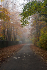 View of beautiful trees in autumnal forest in border the road by foggy day