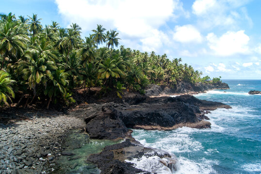 Palm Trees in volcanic coast island