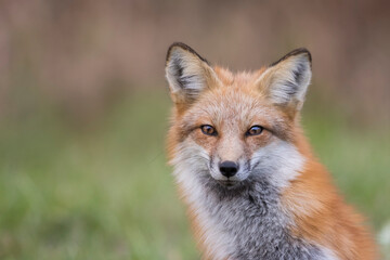 Fototapeta na wymiar young red fox in autumn
