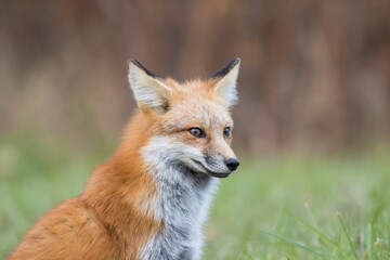 Naklejka na ściany i meble young red fox in autumn
