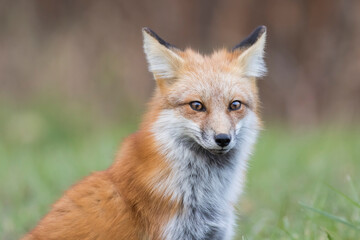 Naklejka na ściany i meble young red fox in autumn