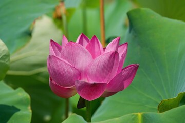 光を浴びて輝く満開のピンクのハス