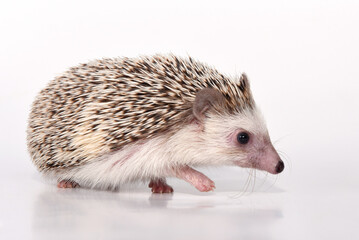 An African cute hedgehog with brown spines and needles on its back stomps on a white isolated background