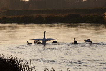 Swans at sunrise at Warta River - Poland