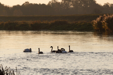 Swans at sunrise at Warta River - Poland	

