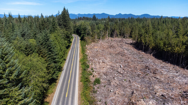 Aerial view captured by drone of a clear cut forest ravaged by a logging crew. The bare area is surrounded by lush pine trees and a highway drives a line between in Washington state. 