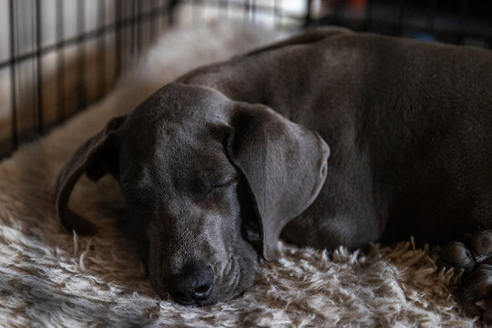 Great Dane puppy dog sleeps in a crate or kennel