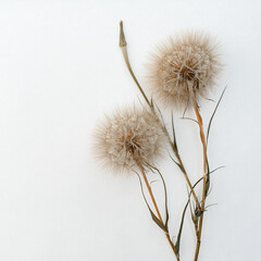 Flower arrangement of large fluffy dandelions with copy space for design.
