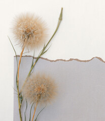 Flower arrangement of large fluffy dandelions with copy space for design.