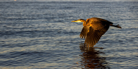 Large, wild blue heron bird flying over the Puget Sound water in Washington State