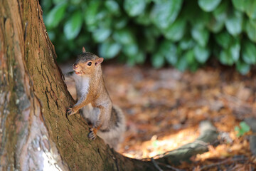 Squirrel on a tree