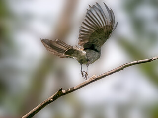 Grey Shrike-Thrush Take Off