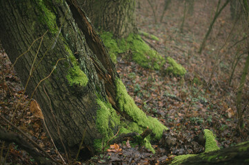 Hiking in the woods, exploring Vysocina - Highlands