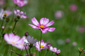 Fototapeta premium Cosmos Flower